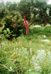 Bistorta amplexicaulis