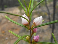 Boronia splendida