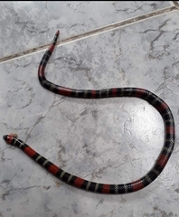 Micrurus lemniscatus