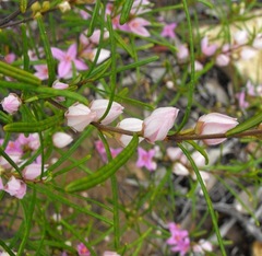 Boronia splendida