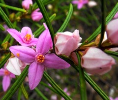 Boronia splendida