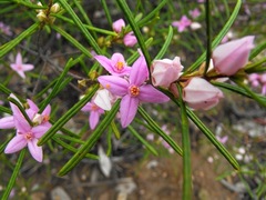 Boronia splendida
