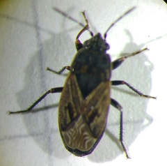 Trapezonotus arenarius