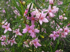 Boronia splendida