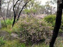 Boronia splendida