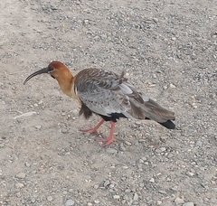 Theristicus melanopis
