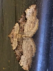 Xanthorhoe decoloraria