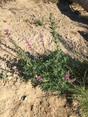 Lupinus hirsutissimus