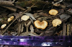 Microporellus
