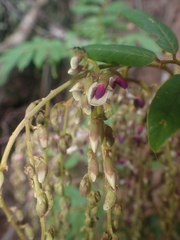Austrosteenisia