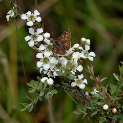 Leptospermum myrtifolium
