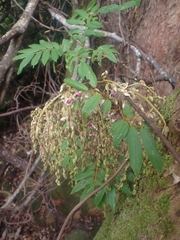 Austrosteenisia