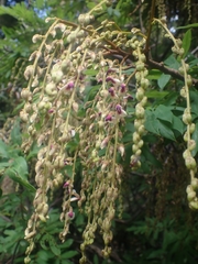 Austrosteenisia