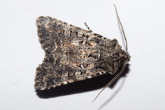 Ichneutica lithias