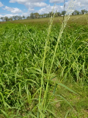 Digitaria porrecta