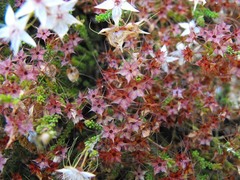 Calytrix tetragona