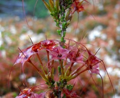 Calytrix tetragona