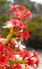 Calytrix tetragona