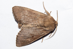 Ichneutica nullifera