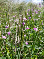 Rostellularia adscendens