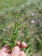 Rostellularia adscendens