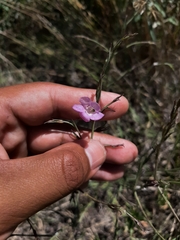 Agalinis communis