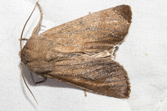 Ichneutica nullifera