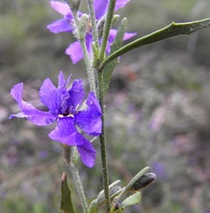 Dampiera adpressa