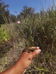 Agalinis communis