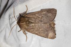 Ichneutica nullifera