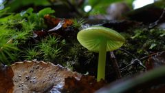 Entoloma necopinatum