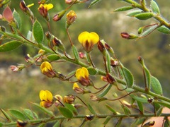 Daviesia filipes
