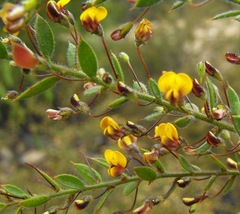 Daviesia filipes