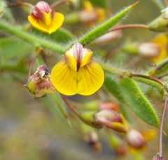 Daviesia filipes