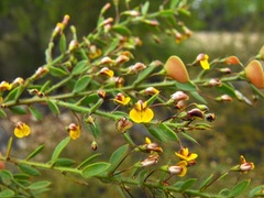 Daviesia filipes
