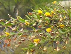 Daviesia filipes