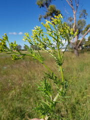 Senecio bipinnatisectus