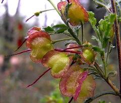 Dodonaea boroniifolia
