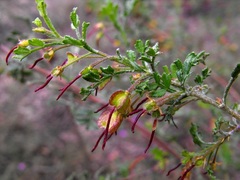 Dodonaea boroniifolia