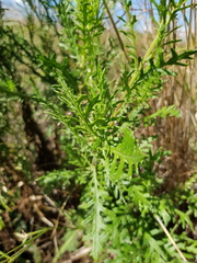 Senecio bipinnatisectus
