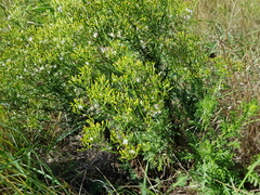 Senecio bipinnatisectus