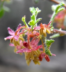 Dodonaea boroniifolia