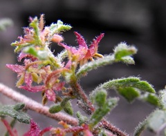 Dodonaea boroniifolia