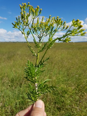 Senecio bipinnatisectus