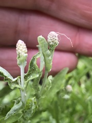 Calocephalus lacteus