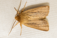 Ichneutica unica