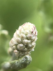 Calocephalus lacteus