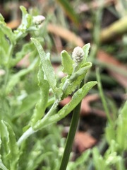 Calocephalus lacteus