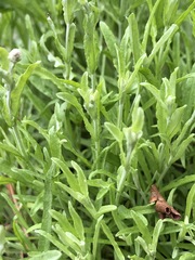 Calocephalus lacteus