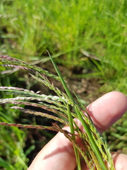 Eriochloa pseudoacrotricha